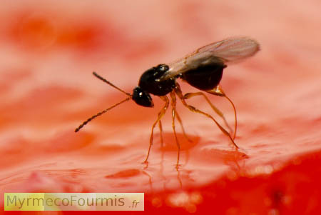 Photographie d'une femelle de guêpe solitaire parasite de Drosophila suzukii.