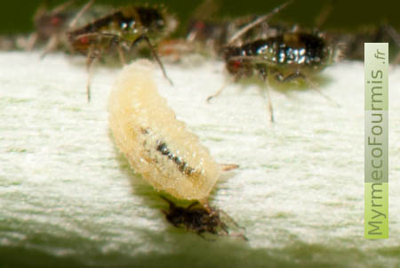 Une larve de la mouche Leucopis sp dévorant des pucerons. Cette espèce est un insecte auxiliaire des cultures qui mangent les pucerons.