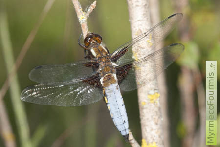 Une libellule déprimée mâle posée sur une branche. Ces libellules possèdent un abdomen bleu ciel et des taches noires sur les ailes.