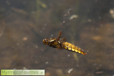 Une femelle de libellule déprimée (Libellula depressa) se préparant à pondre ses oeufs dans l'eau d'une petite mare.