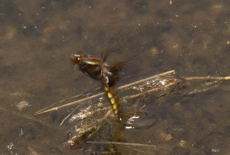 Photographie d'une libellule déprimée femelle (Libellula depressa) en train de pondre ses oeufs dans l'eau en plein vol.