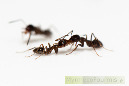 En cas de fourmis dans la maison, que faire?
