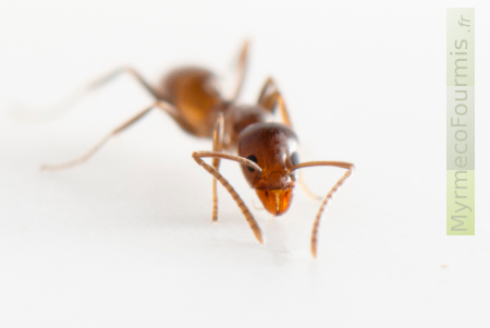 Nid de fourmis d'Argentine dans la maison, une fourmi d'Argentine de face sur fond blanc.