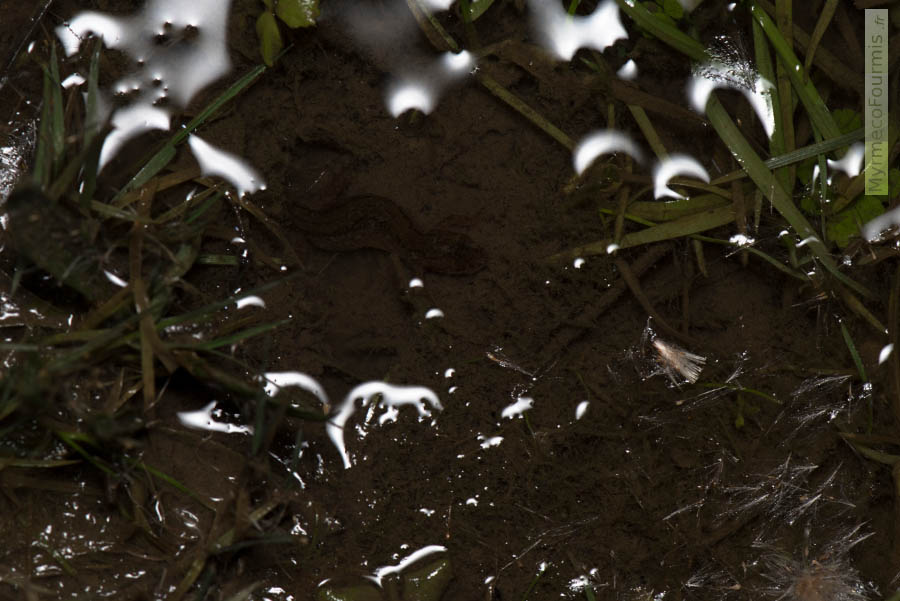 Photo d’un triton ponctué camouflé dans la vase d’une mare, au milieu de la boue et de la végétation. Lissotriton vulgaris. JPEG - 588.9 ko