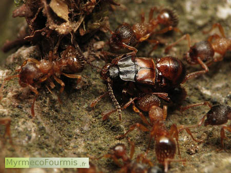 Staphylin myrmécophile brun et noir entouré de fourmis rouges du genre Myrmica vu de dessus.