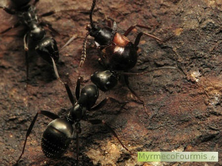 Staphylin parasite, Lomechusa strumosa, noir et orange, dans un nid de fourmis noires du genre Formica.