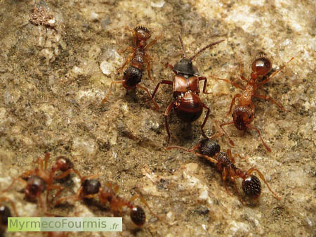 Coléoptère loméchuse orange et noir dans un nid de fourmis rouges du genre Myrmica, le loméchuse est entouré par les fourmis sur une pierre dans un nid de fourmis.