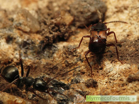 Staphylin fabriquant de drogue, Lomechusa strumosa, avec une fourmi du genre Formica.