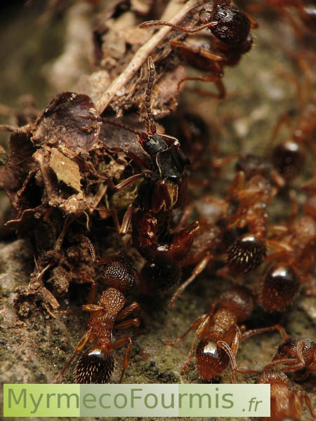 Staphylin producteur de drogue, Lomechusa strumosa, dans un nid de fourmis rouges.