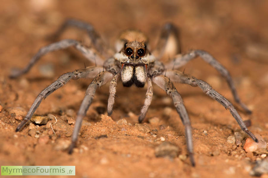 Jeune araignée loup australienne construisant des nids à trappes à l'âge adulte.