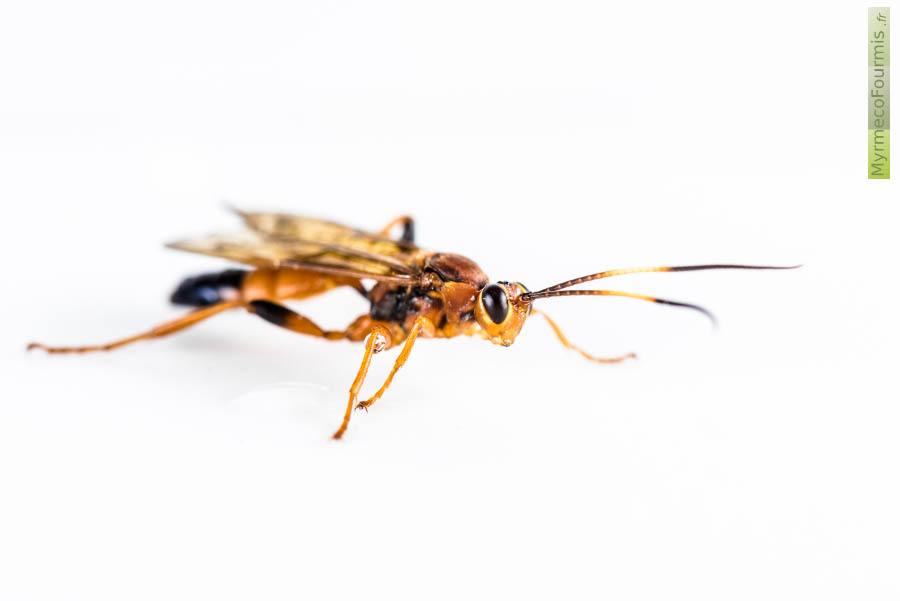 Photographie macro sur fond blanc de profil d’un Hyménoptère de la famille des Ichneumonidae et de l’espèce Lymantrichneumon disparis. Cet hyménoptère orange, jaune, rouge brique ou roux et noir avec des ailes fumées est parasite de la chenille du bombyx disparate. JPEG - 157.1 ko