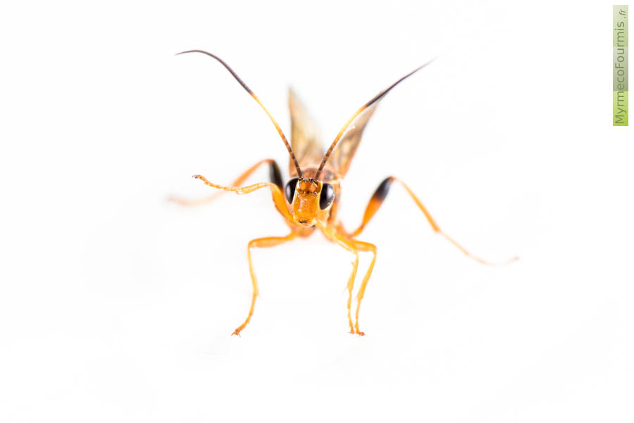 Macrophotographie de Lymantrichneumon disparis de face sur fond blanc. Cet hyménoptère jaune noir orange et brun parasite des chenilles invasives du bombyx disparate, Lymantria dispar.