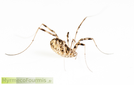  Photo macro sur fond blanc d'un opilion, un arachnide proche des araignées avec de longues pattes fines.