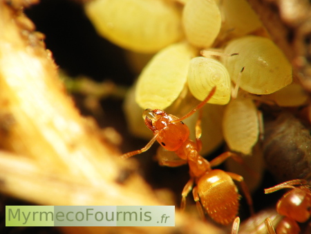 Fourmis jaune sur pucerons de racine, prélevant du miellat sur un puceron directement dans la fourmilière.