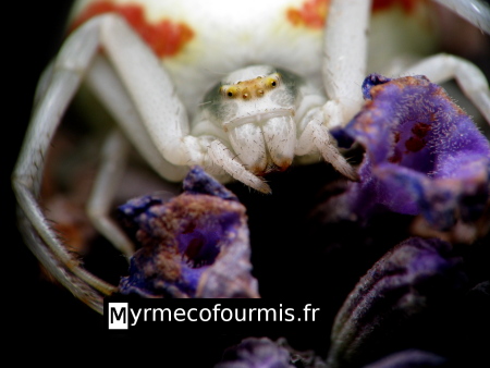 Photo macro en très gros plan de la tête d’une femelle de l’araignée crabe (Thomisidae) Misumena vatia. JPEG - 71.1 ko