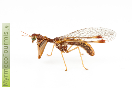 Un mantispe, névroptère ressemblant à une mouche ou une chrysope avec des pattes similaires à celles des mantes religieuses.