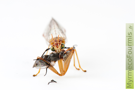 Un mantispe dévore une mouche à l'aide de ses pattes avant. Photo macro de face sur fond blanc.