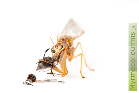 Un mantispe Mantispa styriaca, un insecte névroptère jaune orange avec des ailes transparentes nervurées, mange une mouche sur fond blanc.