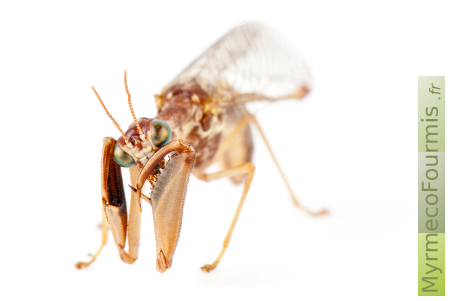 Un mantispe nettoie ses pattes à l'aide de ses mandibules, vue de face sur fond blanc.