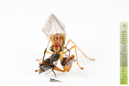 Un insecte mantispe, similaire aux mantes religieuses et aux chrysopes, de couleurs oranges jaunes et beige avec des pattes ravisseuses et de courtes antennes et des ailes transparentes nervurées mange une mouche.