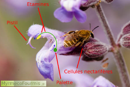 La sauge possède un système de pollinisation particulier : elle oblige les abeilles à plaquer les étamines sur leurs dos pour y déposer le pollen.