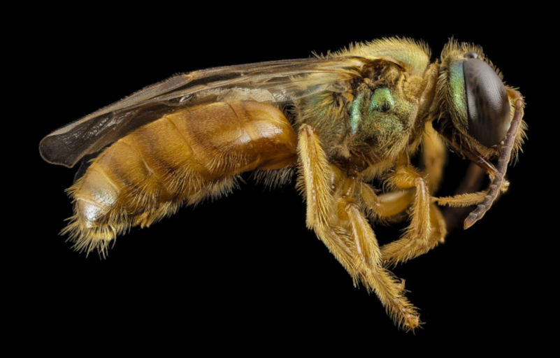 Vue de profil d'une abeille tropicale nocturne, Megalopta genalis. On y voit ses couleurs dorées et iridescentes et ses grands yeux composés. Cette abeille est capable de naviguer la nuit. Photo du domaine public obtenue de Wikipédia.