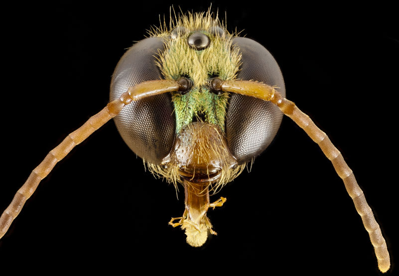 Photo macro en gros plan de la tête d'une abeille nocturne, Megalopta genalis. On peut voir les yeux composés très développés et les trois grandes ocelles au dessus de la tête, qui permettent à cette abeille de se repérer de nuit. Cette photo appartient au domaine public et a été obtenue de Wikipedia.