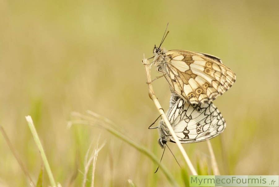 Accouplement d’un mâle et d’une femelle papillon blanc et noir Demi-deuil, Melanargia galathea. Isère, Juin 2013. JPEG - 398.2 ko