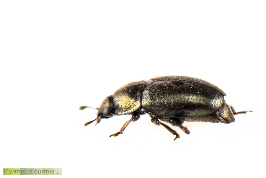 Photographie macro de profil montrant un petit coléoptère noir et cuivré de la sous-famille des Meligethinae proche du genre Meligethes. Yvelines, Avril 2016.