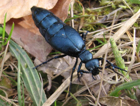 Photographie macro d'un méloé, sorte de gros coléoptère bleu ressemblant à une grosse fourmi..