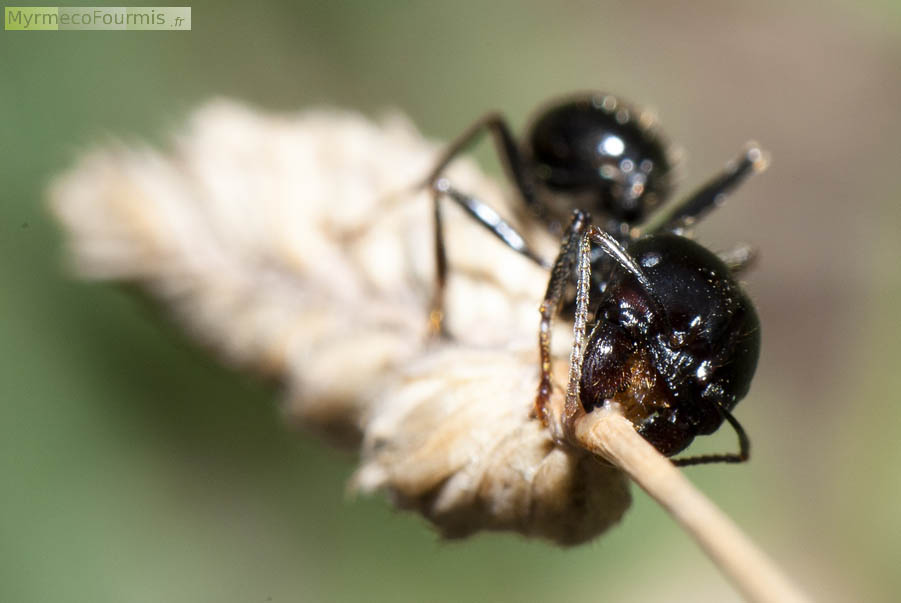 Photographie macro en contre-plongée d'une fourmi de l'espèce Messor capitatus coupant un épi de graines de graminées. Cette espèce de fourmis granivores est entièrement noire et lisse avec des poils courts sous la tête.