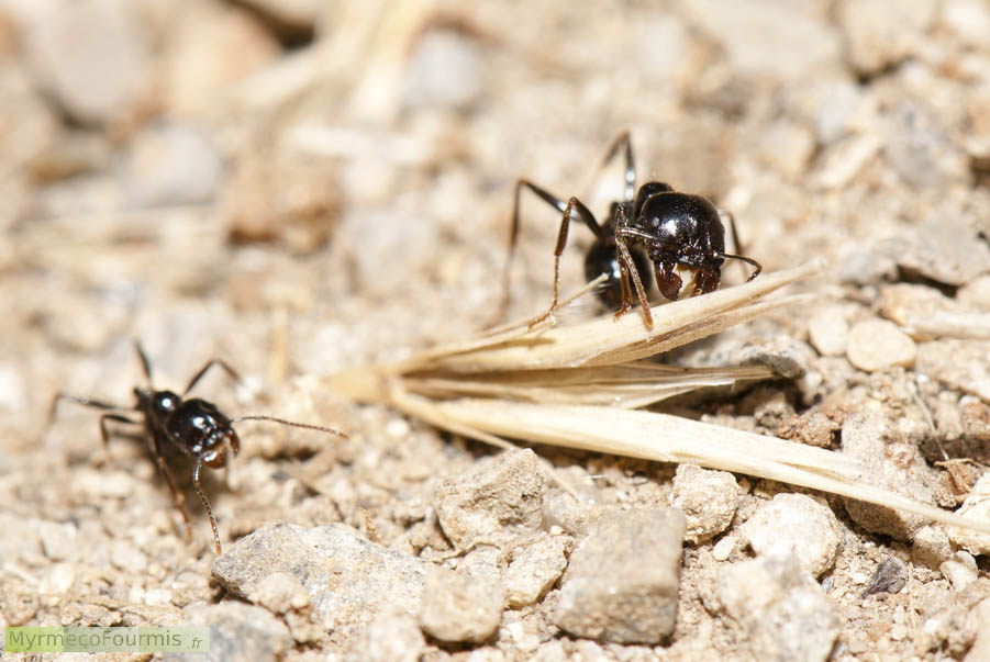 Deux fourmis ouvrières Messor capitatus portent une graine de graminée sur un sol fait de gravier et de sable. JPEG - 513.6 ko
