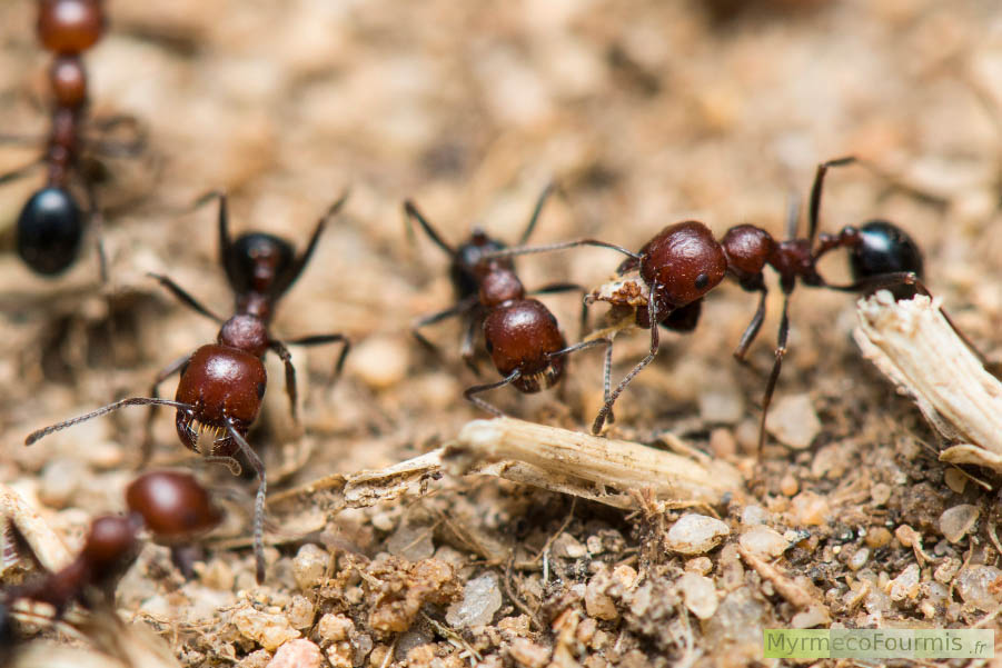 Cinq fourmis granivores ouvrières de l’espèce Messor minor dont trois photographiées de face à l’entrée de la fourmilière. L’une d’elle tient une graine entre ses mandibules. Ces fourmis ont la tête et le thorax rouge. Corse (France) Mai 2016. JPEG - 630.1 ko