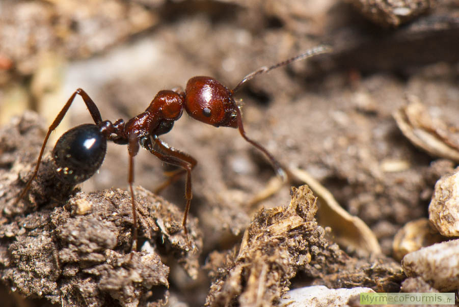 Une ouvrière de fourmi rouge et noire appartenant à l’espèce Messor minor. Photographiée de profil en macro devant sa fourmilière. JPEG - 629.5 ko