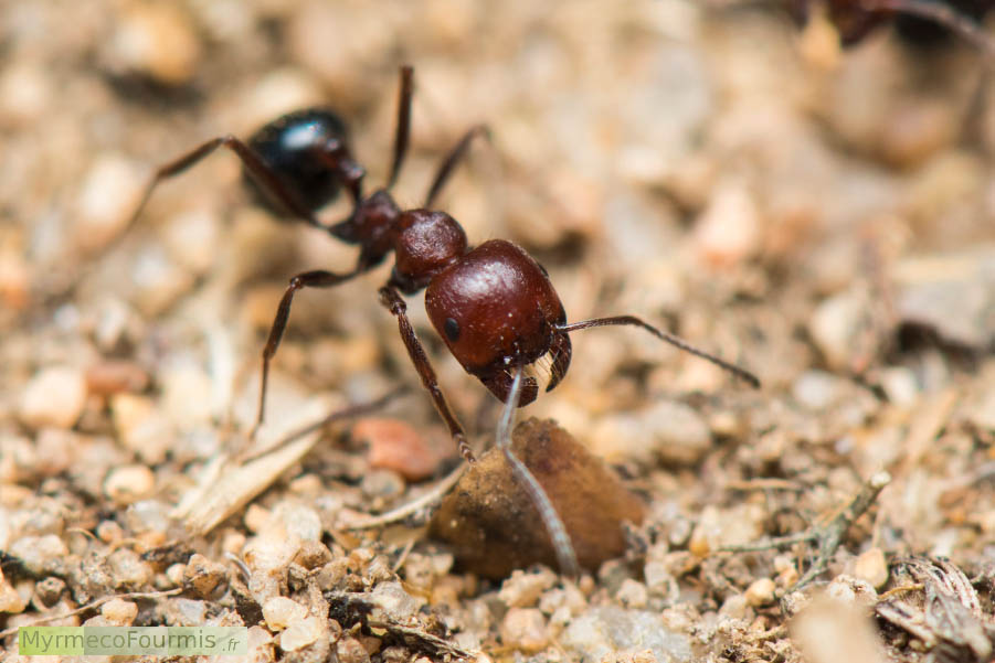 Gros plan sur une Messor minor, fourmi ouvrière, photographiée en macro de trois quart. On voit sa tête et son thorax rouges qui contrastent avec la couleur noire brillante de son abdomen. Corse.