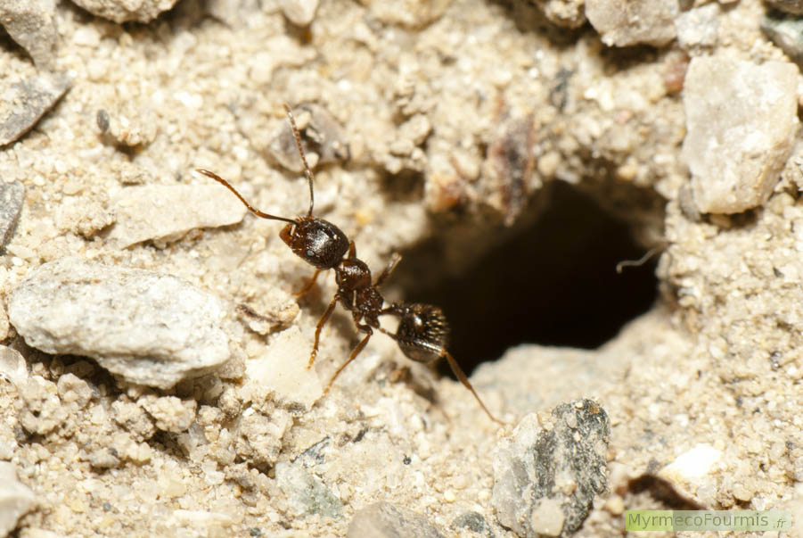 Une fourmi ouvrière minor de l'espèce Messor structor, granivore, à l'entrée de son nid à Lyon.