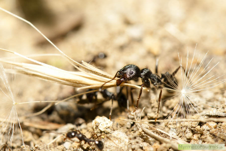 Messor structor fourmi major portant une graine de graminée vers son nid. Macrophotographie de profil, fourmi brune granivore d’aspect mat. JPEG - 524.2 ko