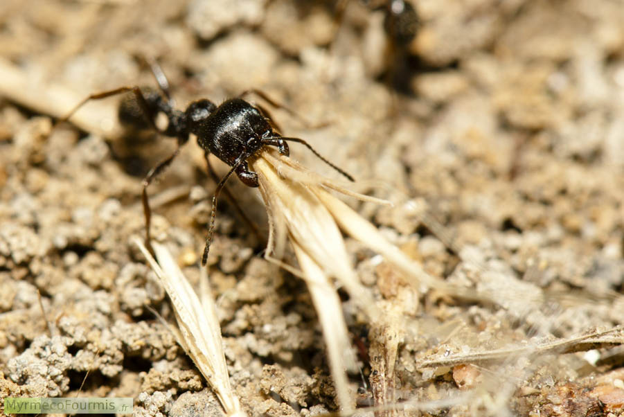 Une fourmi major Messor structor granivore porte une énorme graine.