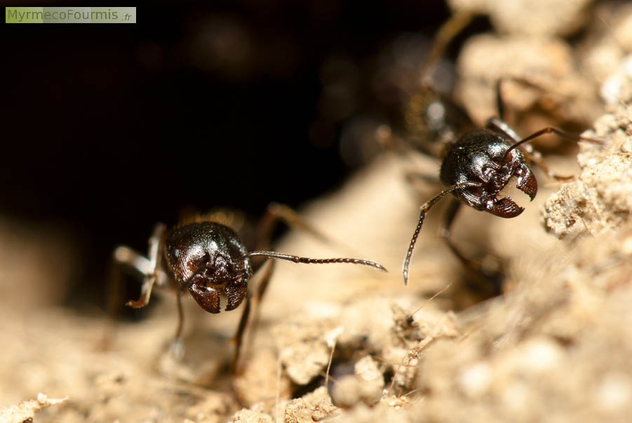 Deux major de Messor structor montent la garde à l'entrée de la fourmilière. Fourmis granivores brunes très poilues avec la tête ridée verticalement et le clypéus émoussé.