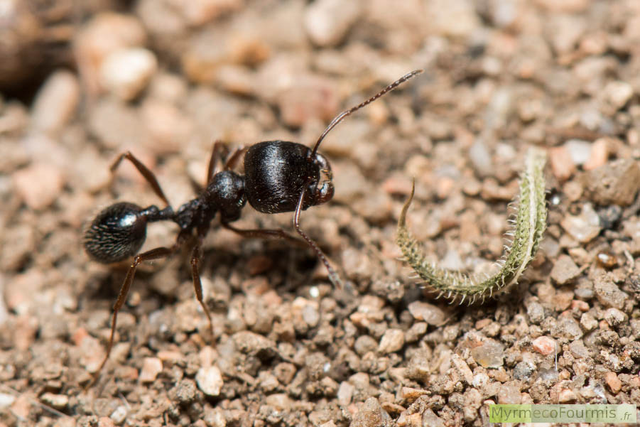 Fourmi granivore de l'espèce Messor structor à côté d'une graine. Messor structor est une espèce de fourmis entièrement brunes avec de nombreuses stries ou rides sur la tête et des poils nombreux qui lui donnent un aspect mat.