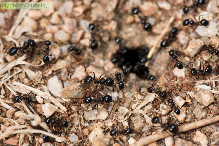De nombreuses ouvrières de fourmis Messor wasmanni à l'entrée de la fourmilière. Ces fourmis granivores de Corse sont noires avec un thorax brun rougeâtre. Corse, Mai 2016.