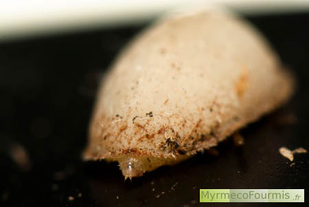 Microdon myrmicae : vue de la tête