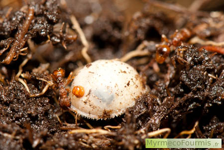 Larve de Microdon myrmicae dans un nid de fourmis