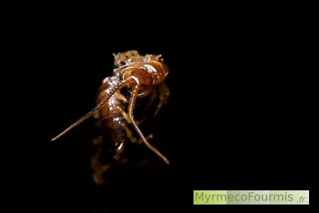 Un mille-pattes du groupe des lithobies, de couleur brun avec de longues antennes.