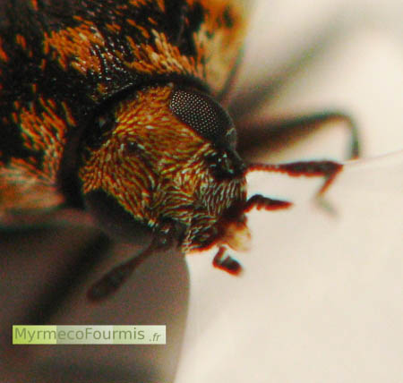 Très petit insecte du groupe des coléoptères, gros plan sur la tête de cet insecte.