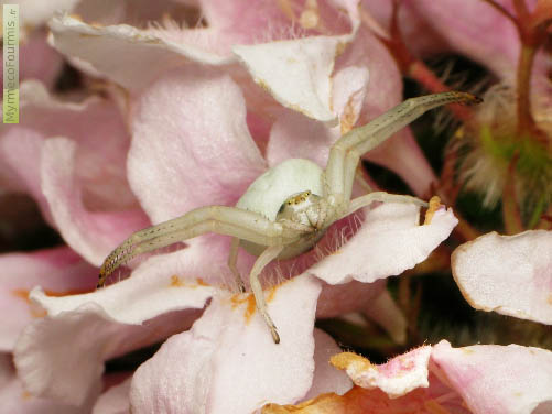 Une araignée crabe de l'espèce Misumena vatia entièrement blanche posée sur une fleur, attendant qu'un insecte passe à sa portée.