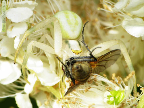 Misumena vatia, une araignée crabe blanche, verte et jaune posée sur des fleurs blanches venant de capturer une mouche.