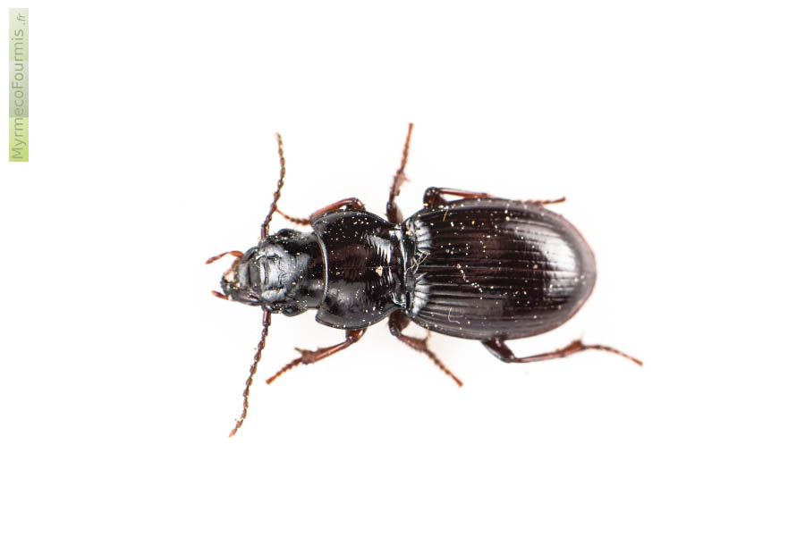 Coleoptera, Carabidae, Molops piceus vu de dessus. macrophotographie sur fond blanc de ce carabe noir à la tête et au pronotum large.