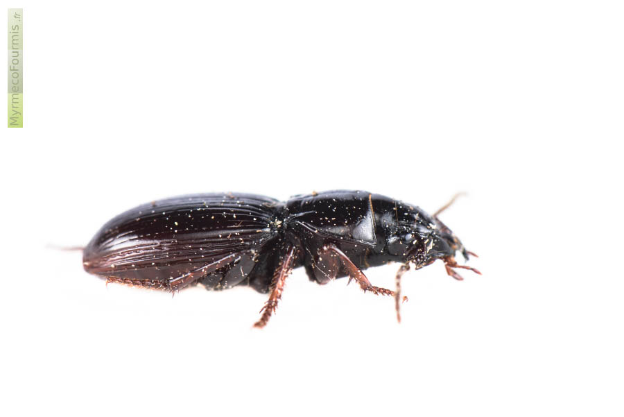 Coléoptère de la famille des carabes et de l’espèce Molops piceus, un petit carabidae noir et brun photographié de profil en macro sur fond blanc. JPEG - 136.4 ko