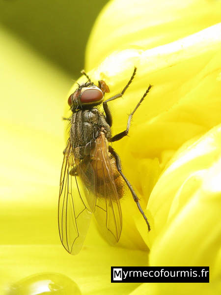 Macrophotographie d'une mouche domestique sur une fleur jaune.
